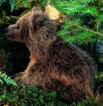 Brown Bear "Lümmel", sitting 