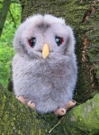 Young Tawny Owl "Juli" 