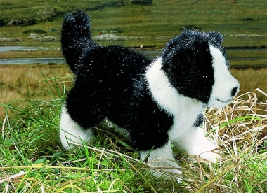 Border Collie Puppy "Eddy" 