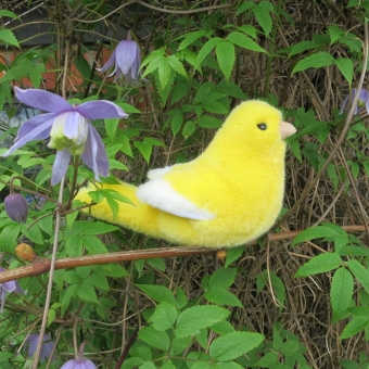 Kanarienvogel, gelb 