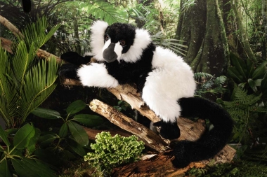 Lemur Black-White 
