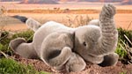 Elefant, klein, liegend 