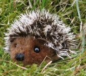 Mini-Hedgehog "Pieks" 