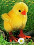 Chick "Piep" 